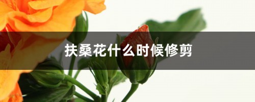 扶桑花什么时候修剪