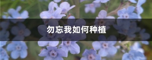 勿忘我如何种植