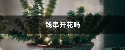 钱串开花吗