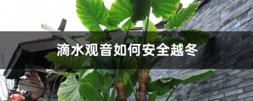 滴水观音如何安全越冬，滴水观音四季常绿吗