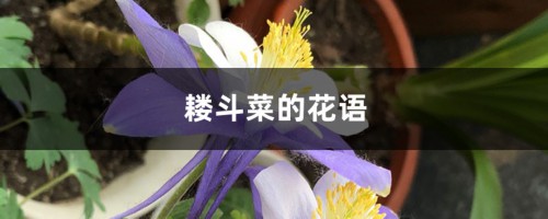 耧斗菜的花语和寓意，有什么传说故事