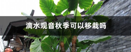 滴水观音秋季可以移栽吗，移栽后叶子发黄