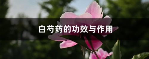 白芍药的功效与作用