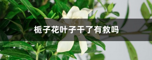 栀子花叶子干了有救吗