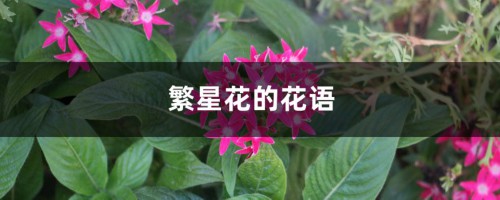 繁星花的花语