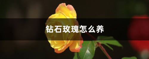 钻石玫瑰怎么养