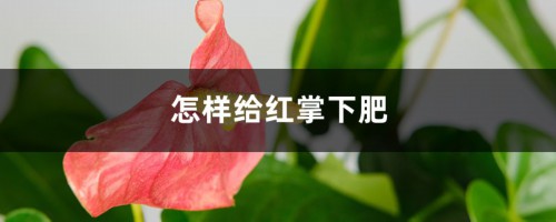 怎样给红掌下肥，施什么肥能开花？