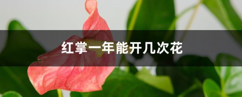 红掌一年能开几次花