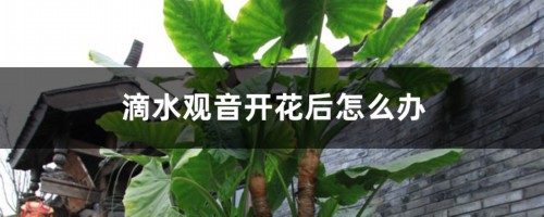 滴水观音开花后怎么办