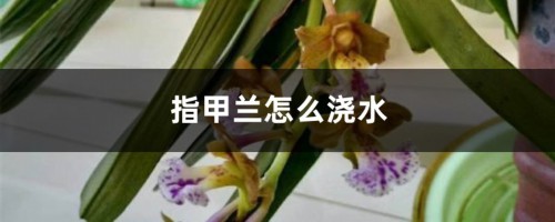 指甲兰怎么浇水